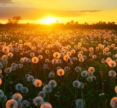 Dandelions on spring meadow