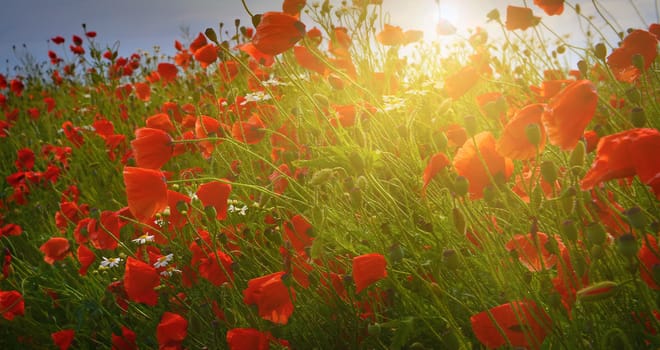 Poppies in summer countryside.