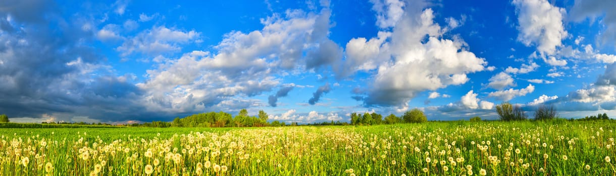 Dandelions on spring meadow