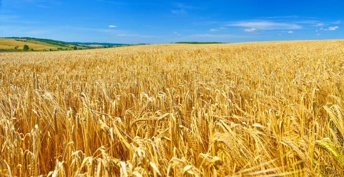 Field of ripe wheat in summer