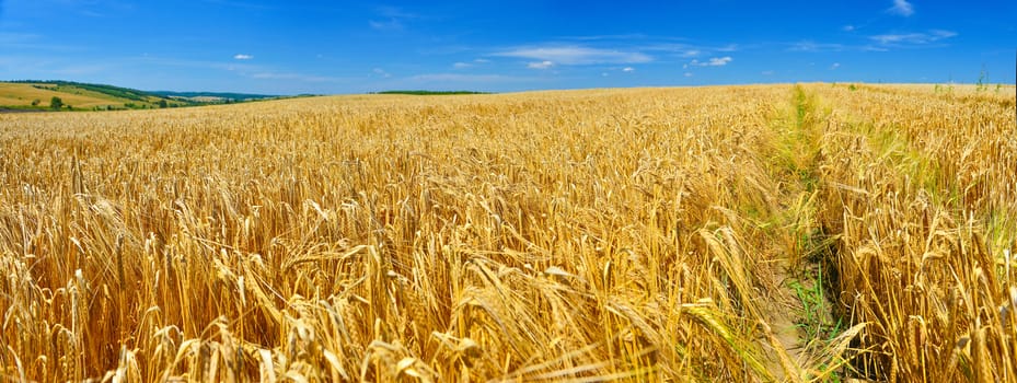 Field of ripe wheat in summer