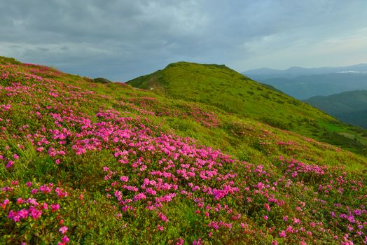 Blooming pink rhododendron in summer mountains