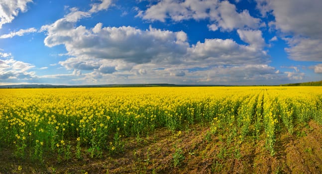 Field of rape in spring countryside