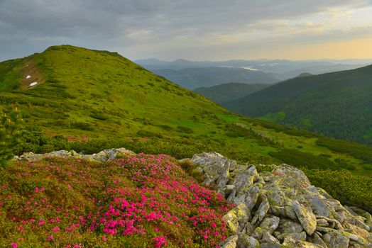 Blooming pink rhododendron in summer mountains