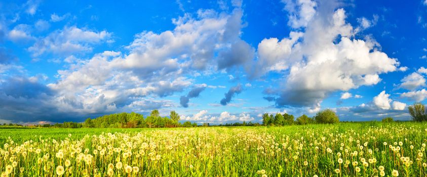 Dandelions on spring meadow