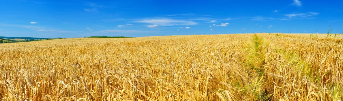 Field of ripe wheat in summer