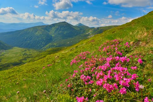 Blooming pink rhododendron in summer mountains