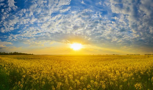 Field of rape in spring countryside