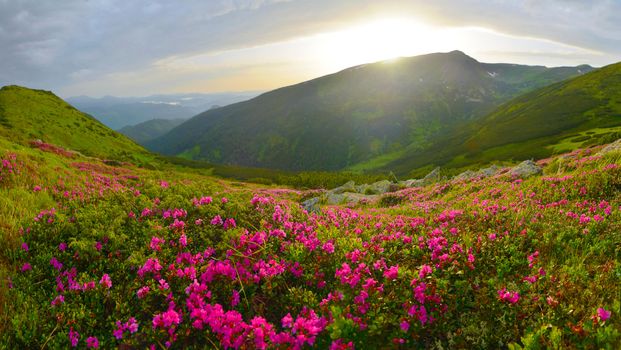 Blooming pink rhododendron in summer mountains