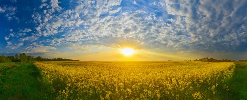 Field of rape in spring countryside