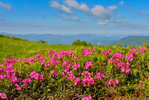 Blooming pink rhododendron in summer mountains