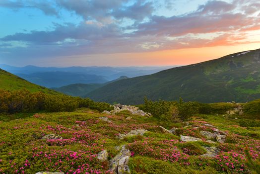 Blooming pink rhododendron in summer mountains