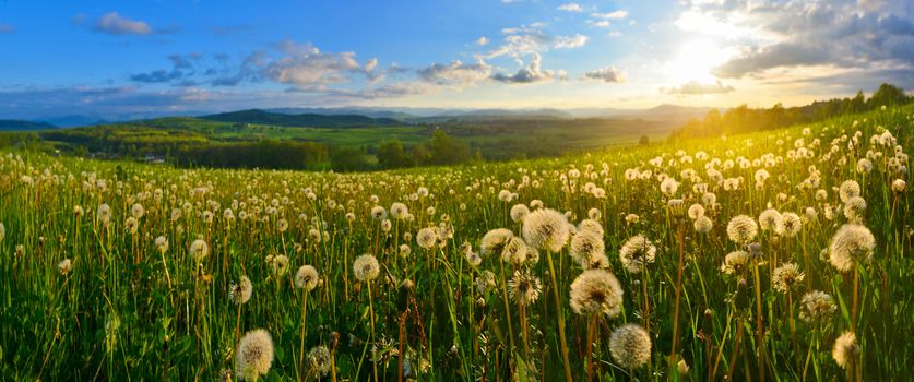 Dandelions on spring meadow