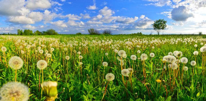 Dandelions on spring meadow