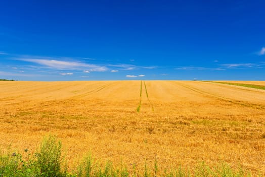 Field of ripe wheat in summer