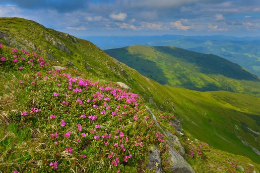 Blooming pink rhododendron in summer mountains