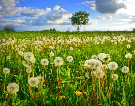 Dandelions on spring meadow