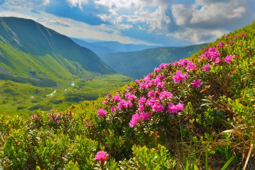 Blooming pink rhododendron in summer mountains