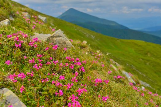 Blooming pink rhododendron in summer mountains