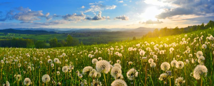 Dandelions on spring meadow