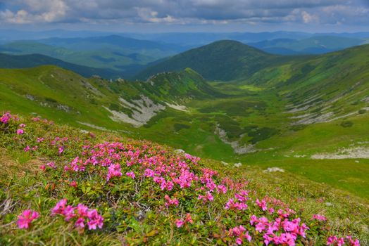 Blooming pink rhododendron in summer mountains