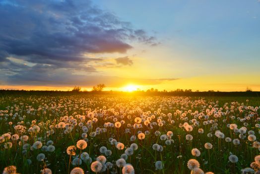 Dandelions on spring meadow