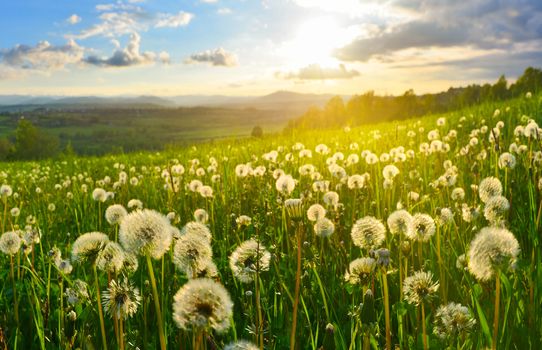 Dandelions on spring meadow