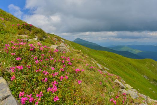 Blooming pink rhododendron in summer mountains