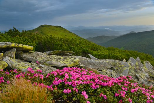 Blooming pink rhododendron in summer mountains