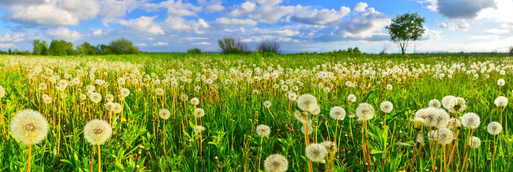 Dandelions on spring meadow