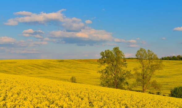 Field of rape in spring countryside