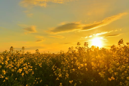 Field of rape in spring countryside