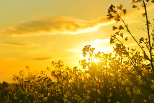 Field of rape in spring countryside