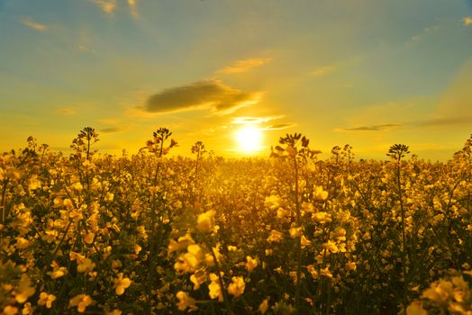 Field of rape in spring countryside