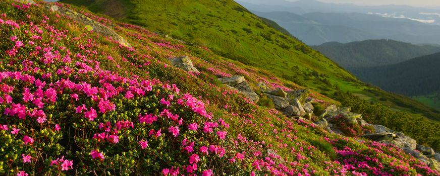 Blooming pink rhododendron in summer mountains