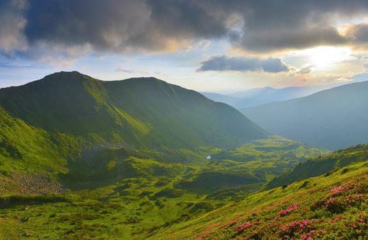 Blooming pink rhododendron in summer mountains