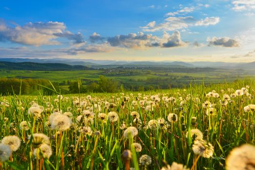 Dandelions on spring meadow