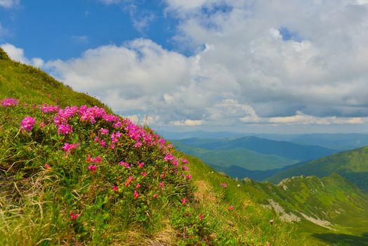 Blooming pink rhododendron in summer mountains