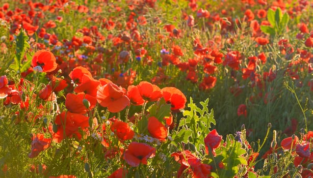 Poppies in summer countryside.