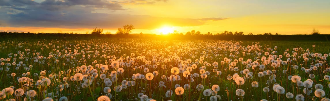 Dandelions on spring meadow