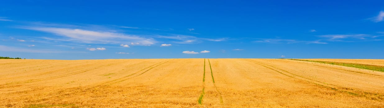 Field of ripe wheat in summer