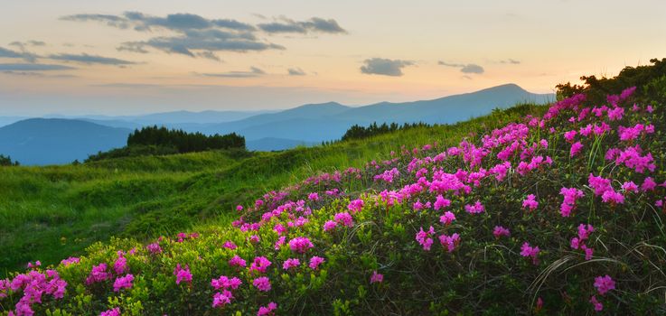 Blooming pink rhododendron in summer mountains