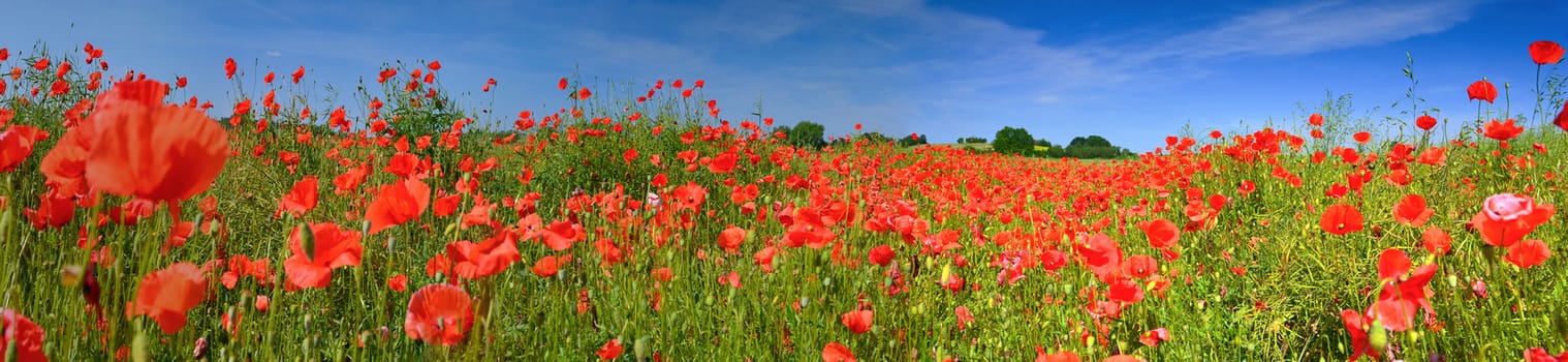 Poppies in summer countryside.