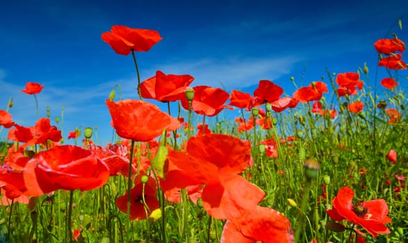 Poppies in summer countryside.