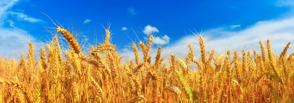 Field of ripe wheat in summer