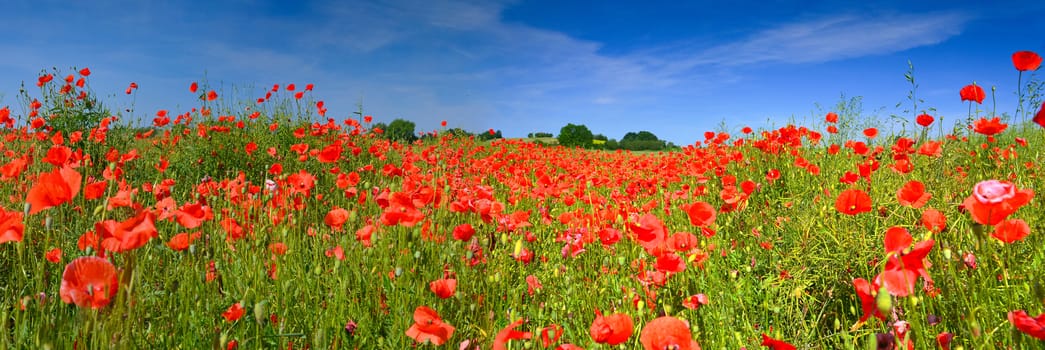 Poppies in summer countryside.