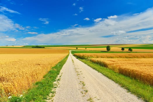 A country road across the wheat fields