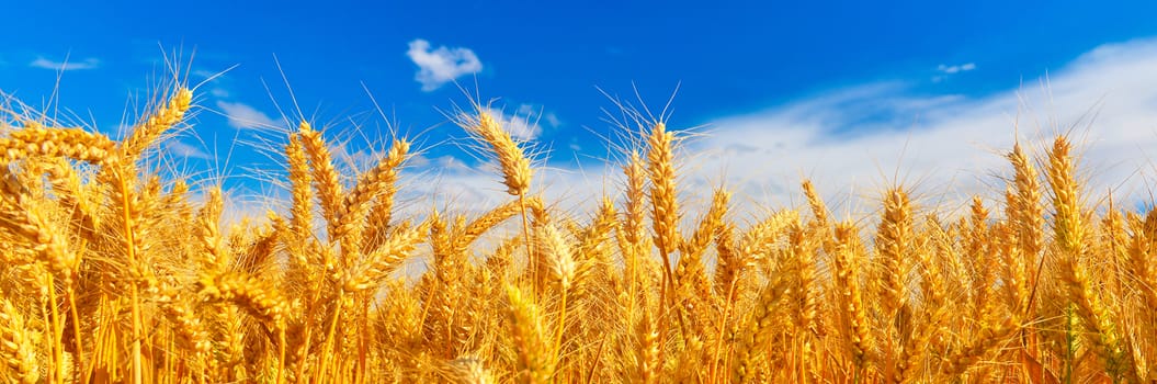 Field of ripe wheat in summer