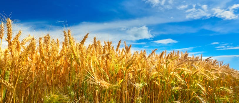 Field of ripe wheat in summer