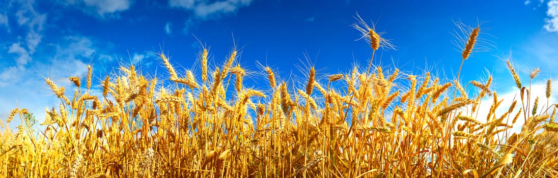 Field of ripe wheat in summer